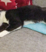 Mia Svg+xml,%3Csvg%20xmlns%3D%22http%3A%2F%2Fwww.w3